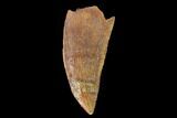 Serrated, Raptor Tooth - Real Dinosaur Tooth #139384-1